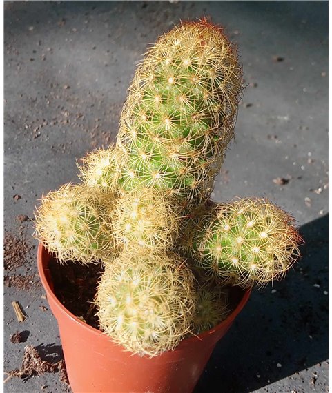 Mammillaria elongata Yellow spines