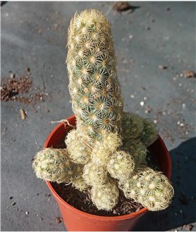 Mammillaria elongata White spines