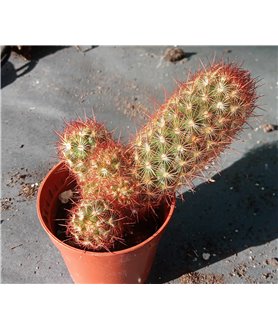 Mammillaria elongata ginger spines