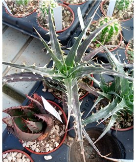 Deuterocohnia sp Pampa de la Viuda, La Rioja, Arg.