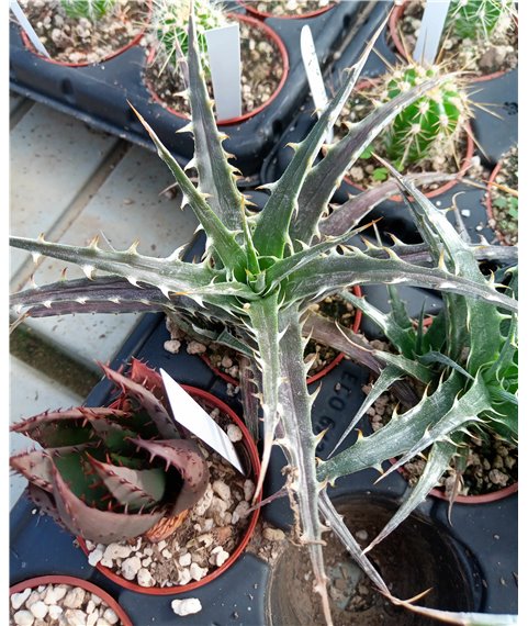 Deuterocohnia sp Pampa de la Viuda, La Rioja, Arg.