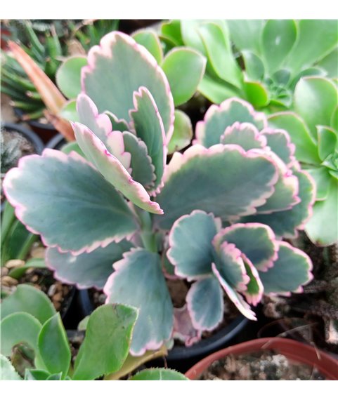 Kalanchoe fedtchenkoi f. variegata