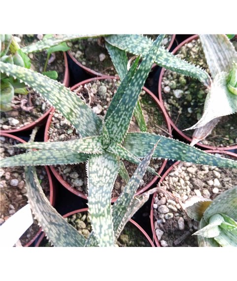 Aloe Wave