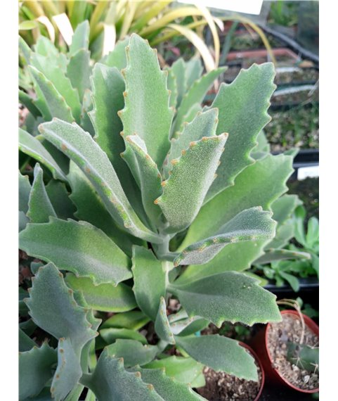 Kalanchoe X behartii