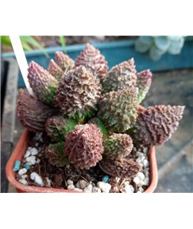 Adromischus mariannae herrei Red Coral
