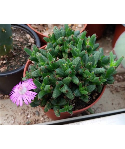 Trichodiadema densum