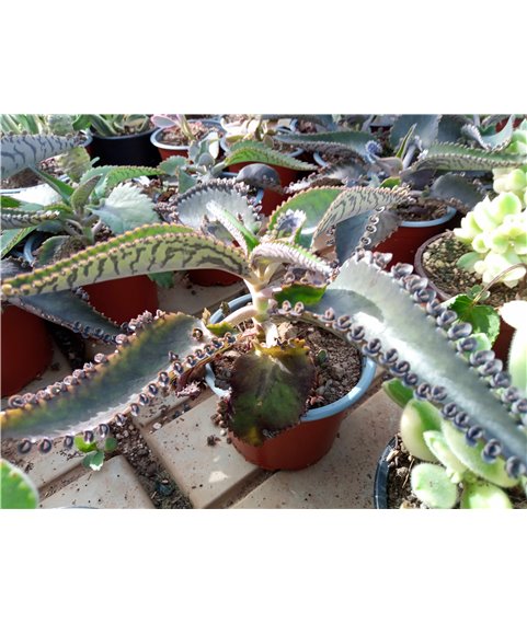 Kalanchoe diagremontianumm
