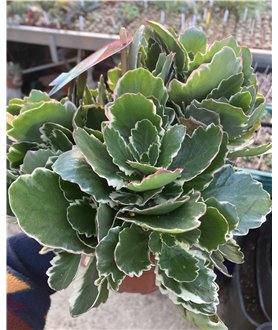 Kalanchoe blossfeldiana Aurora