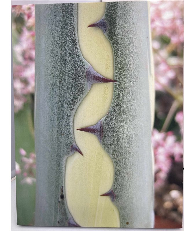 Agave Medio- picta printed canvas Agave Medio- picta printed canvas
