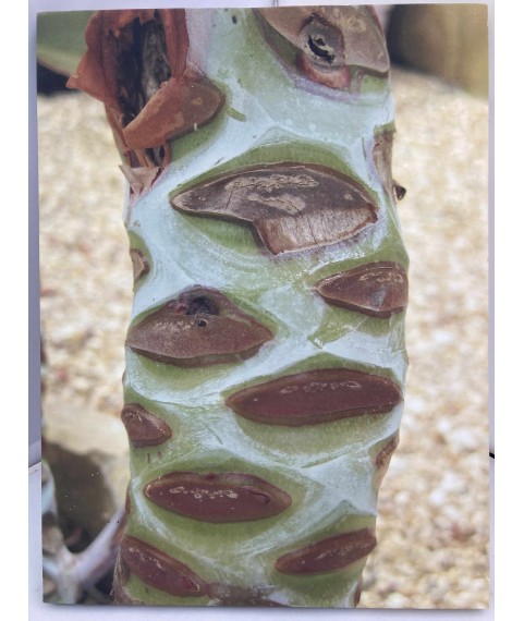 Echeveria gigantea printed Canvas