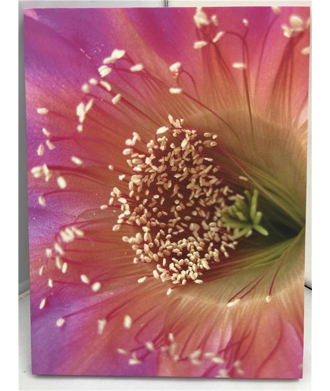 Echinopsis Cactus shop hybrid printed canvas Echinopsis Cactus shop hybrid printed canvas