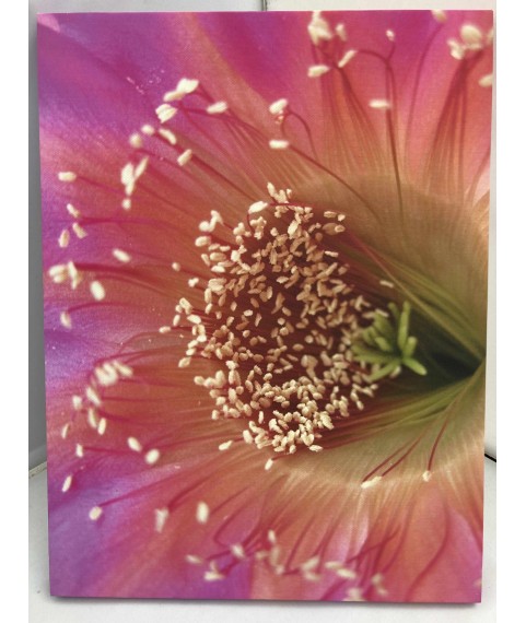 Echinopsis Cactus shop hybrid printed canvas