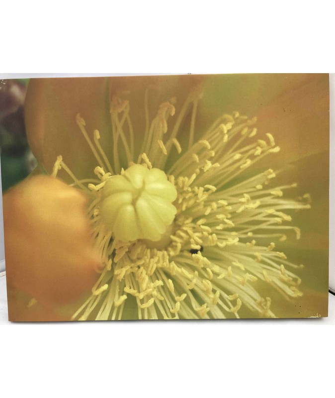 Glow Printed Canvas Glow Printed Canvas