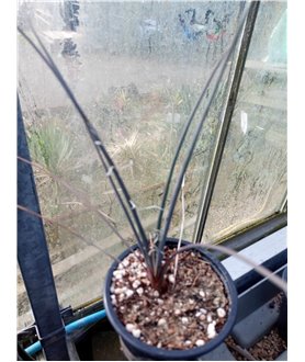 Hesperaloe parviflora