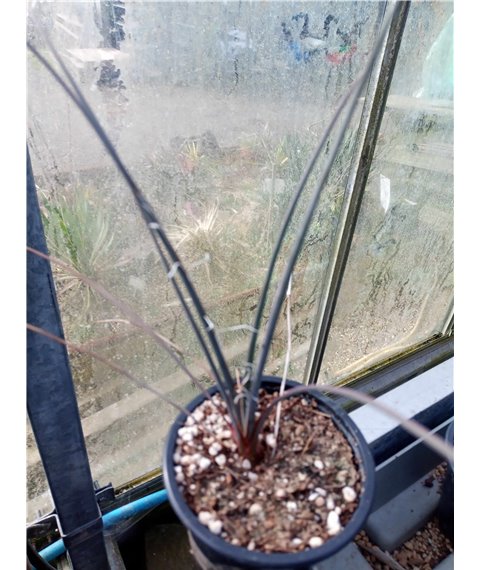 Hesperaloe parviflora