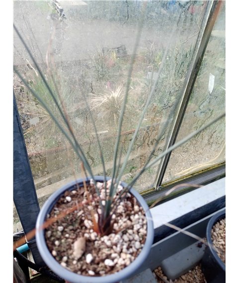 Dasylirion longissimum quadrangulatum