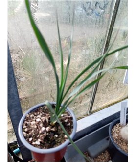 Hesperoyucca whipplei