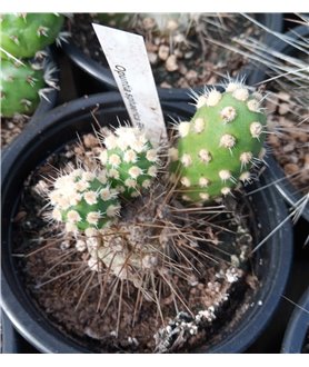 Tephrocactus sphaericus