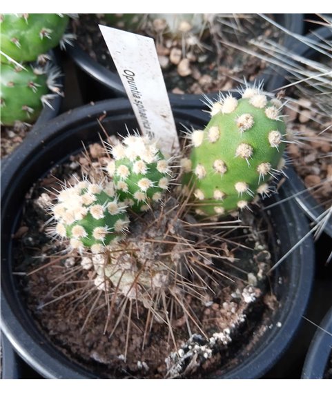 Tephrocactus sphaericus