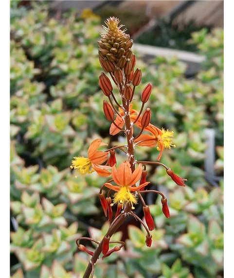 Bulbine frutescens Orange flowers