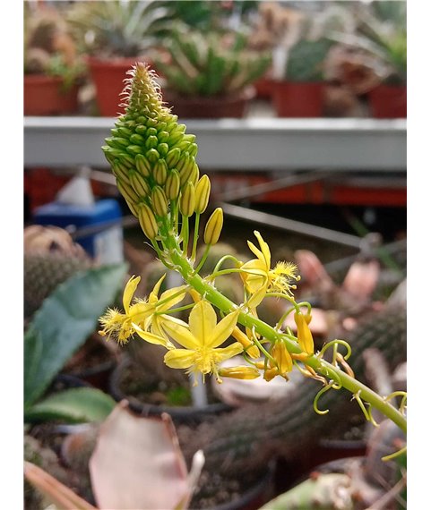 Bulbine frutescens yellow flowers