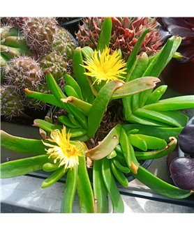Glotiphyllum longum (skilpadkos)