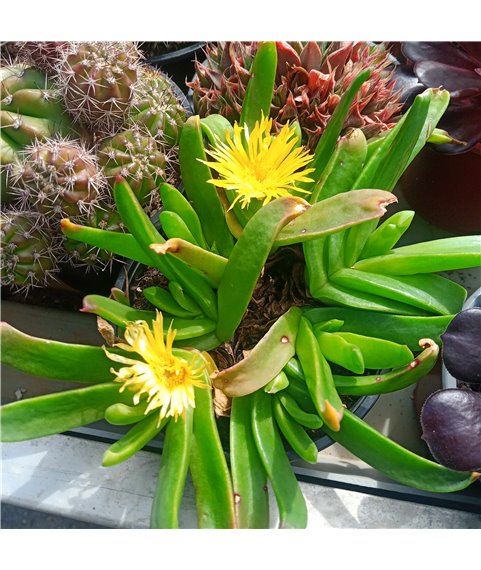 Glotiphyllum longum (skilpadkos)