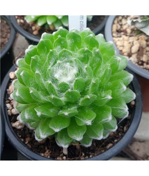 Sempervivum ciliosum