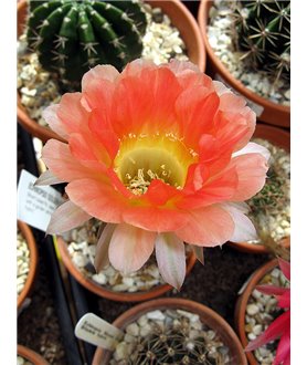 Echinopsis Golden Eye