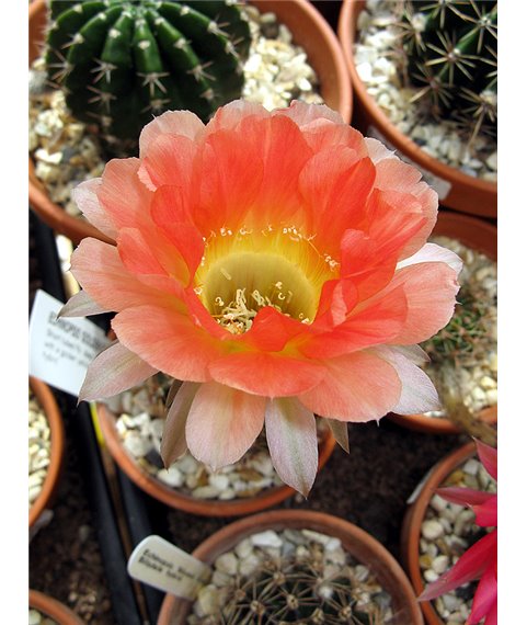 Echinopsis Golden Eye