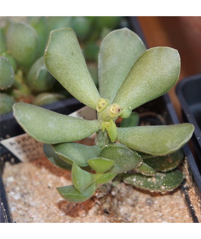 Adromischus pulchellus Adromischus pulchellus