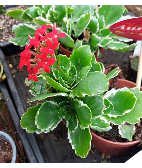 Kalanchoe blossfeldiana Aurora