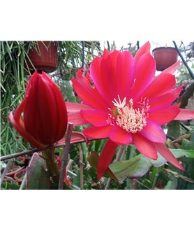 Epiphyllum Desert Sunrise