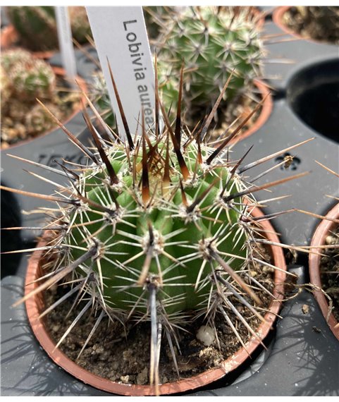 Lobivia aurea f. albiflora WR710