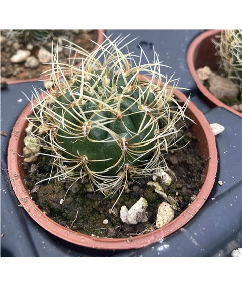 Submatucana aurieflora Cajamarca