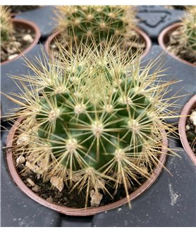 Matucana weberbaueri v. flamea