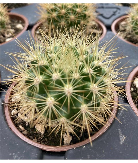 Matucana weberbaueri v. flamea