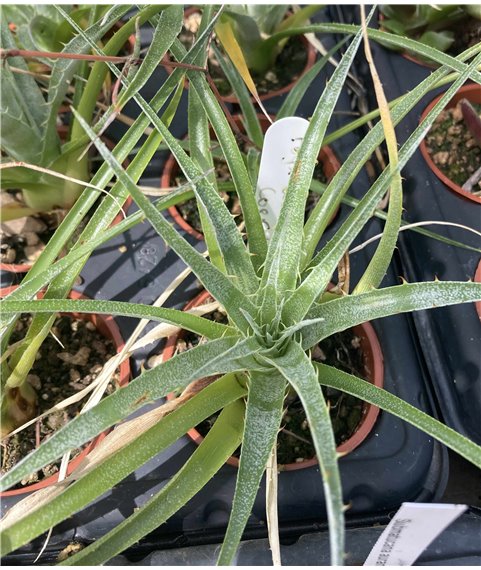 Puya coerulea v coerulea 