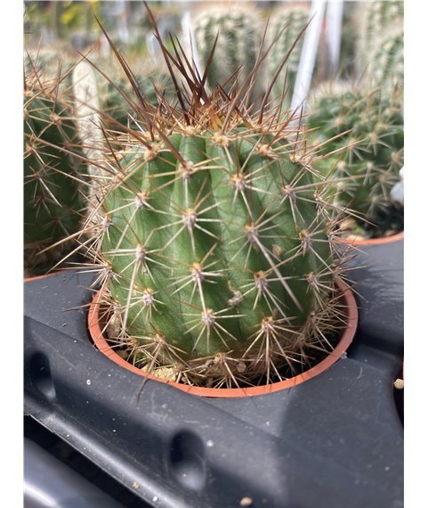 X Trichoechinopsis no.9