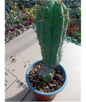 Trichocereus pachanoi rooted cutting