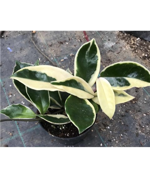 Hoya carnosa albomarginata