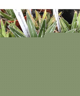 AGAVE victoriae-reginae - v compact form,El Amparo