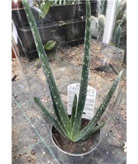 Aloe vera 10cm pots