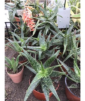 Aloe jucunda X somaliense