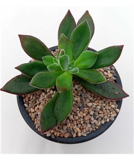 Echeveria Devotion 9cm