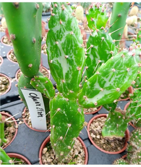 Opuntia monacantha variegata