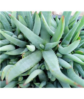 Aloe castanea