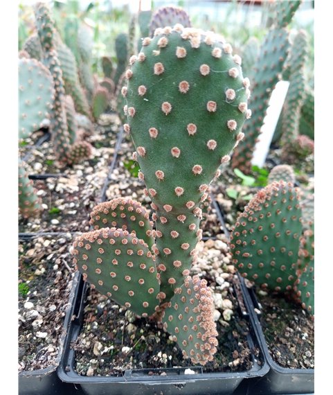 Opuntia basilaris