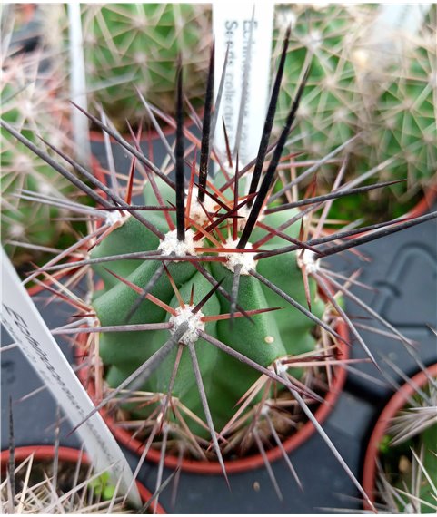 Echinocereus coccineus West Texas