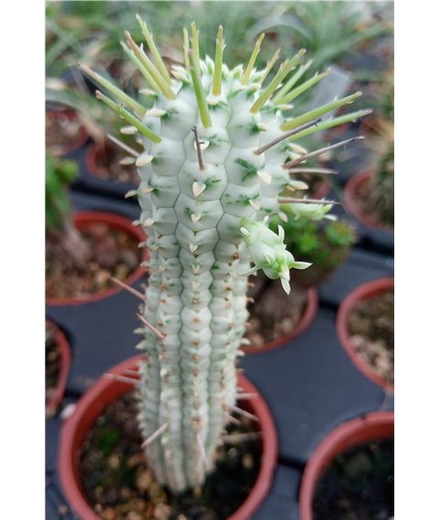 Euphorbia mammillaris variegata